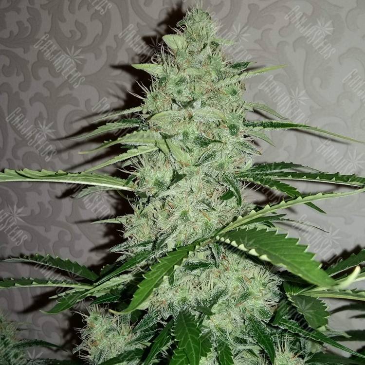 семена конопли аутдор Auto Nefertiti regular