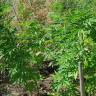 купить семена конопли Blue Kush Berry feminised Paradise Seeds купить семена конопли Blue Kush Berry feminised Paradise Seeds