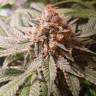 семена конопли для посадки купить Haze Berry feminised Royal Queen семена конопли для посадки купить Haze Berry feminised Royal Queen