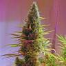 Семена конопли Holy Grail feminised Ganja Seeds Семена конопли Holy Grail feminised Ganja Seeds