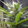 семена конопли f1 в оригинальной упаковке White Rhino feminised Green House Seeds семена конопли f1 в оригинальной упаковке White Rhino feminised Green House Seeds
