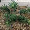 семена индийской конопли Utopia Haze feminised Barneys Farm семена индийской конопли Utopia Haze feminised Barneys Farm