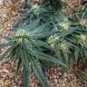 семена конопли с доставкой Utopia Haze feminised Barneys Farm семена конопли с доставкой Utopia Haze feminised Barneys Farm