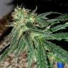 семена конопли дешево Utopia Haze feminised Barneys Farm семена конопли дешево Utopia Haze feminised Barneys Farm