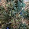 семена конопли в фирменной упаковке Utopia Haze feminised Barneys Farm семена конопли в фирменной упаковке Utopia Haze feminised Barneys Farm