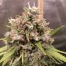 урожайные семена конопли Cream 47 feminised Sweet Seeds урожайные семена конопли Cream 47 feminised Sweet Seeds