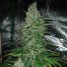 Семена марихуаны Auto Kush feminised GanjaLiveSeeds Семена марихуаны Auto Kush feminised GanjaLiveSeeds