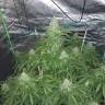 Семена конопли в России Auto Kush feminised GanjaLiveSeeds Семена конопли в России Auto Kush feminised GanjaLiveSeeds