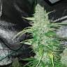 Семена конопли купить Auto Kush feminised GanjaLiveSeeds Семена конопли купить Auto Kush feminised GanjaLiveSeeds