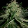 Amnesia Haze feminised Breeders Community Seeds Amnesia Haze feminised Breeders Community Seeds