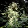 Amnesia Haze feminised Breeders Community Seeds Amnesia Haze feminised Breeders Community Seeds
