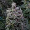 семена конопли почтой Delahaze feminised Paradise Seeds
