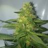 семена конопли курьером Auto AK 47 feminised Ganja Live Seeds семена конопли курьером Auto AK 47 feminised Ganja Live Seeds