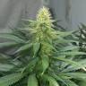 семена индийской конопли Auto AK 47 feminised Ganja Live Seeds семена индийской конопли Auto AK 47 feminised Ganja Live Seeds
