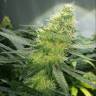 Семена конопли Auto AK 47 Семена конопли Auto AK 47
