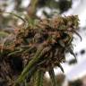 заказ семян конопли Great White Shark CBD feminised Green House Seeds заказ семян конопли Great White Shark CBD feminised Green House Seeds