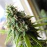 где заказать семена конопли Great White Shark CBD feminised Green House Seeds где заказать семена конопли Great White Shark CBD feminised Green House Seeds