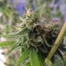 семена конопли наложенным платежом Great White Shark CBD feminised Green House Seeds семена конопли наложенным платежом Great White Shark CBD feminised Green House Seeds