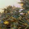 Amnesia Lemon feminised Breeders Community Seeds Amnesia Lemon feminised Breeders Community Seeds