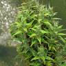 мощные семена конопли Dr. Grinspoon regular Ganja Seeds мощные семена конопли Dr. Grinspoon regular Ganja Seeds