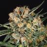 семена конопли элитных сортов Hippie Therapy CBD feminised Exotic Seed семена конопли элитных сортов Hippie Therapy CBD feminised Exotic Seed