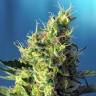 семена конопли медицинской Hippie Therapy CBD feminised Exotic Seed семена конопли медицинской Hippie Therapy CBD feminised Exotic Seed