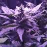 Автоцветущие сорта конопли Auto AK 49 feminised GanjaLiveSeeds Автоцветущие сорта конопли Auto AK 49 feminised GanjaLiveSeeds