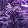Сорта конопли для новичков Auto AK 49 feminised GanjaLiveSeeds Сорта конопли для новичков Auto AK 49 feminised GanjaLiveSeeds