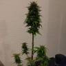 Качественные семена конопли Auto AK 49 feminised GanjaLiveSeeds Качественные семена конопли Auto AK 49 feminised GanjaLiveSeeds