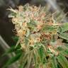 Семена конопли Cookies Kush feminised Ganja Seeds Семена конопли Cookies Kush feminised Ganja Seeds
