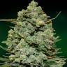мощные сорта конопли Cookies Kush feminised мощные сорта конопли Cookies Kush feminised