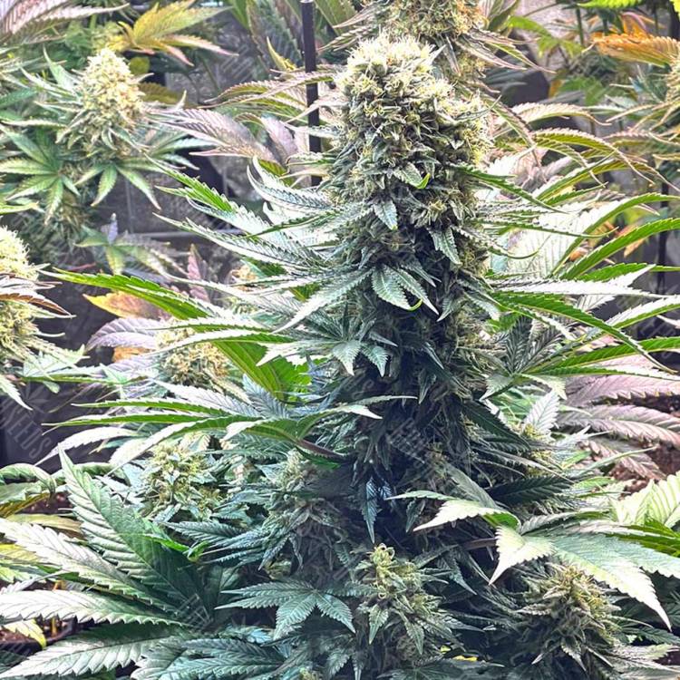 Семена Banana Punch feminised Ganja Seeds