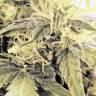 купить семена конопли в России Auto Blue Critical feminised купить семена конопли в России Auto Blue Critical feminised
