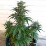 заказать семена конопли в России Auto Blue Critical feminised заказать семена конопли в России Auto Blue Critical feminised