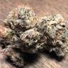 заказать семена конопли Early Skunk regular Ganja Seeds заказать семена конопли Early Skunk regular Ganja Seeds