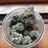 семена конопли в интернет магазине Early Skunk regular Ganja Seeds семена конопли в интернет магазине Early Skunk regular Ganja Seeds