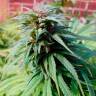 семена конопли наложенным платежом Early Skunk regular  семена конопли наложенным платежом Early Skunk regular
