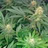где можно заказать семена конопли в Москве Early Skunk regular Ganja Seeds где можно заказать семена конопли в Москве Early Skunk regular Ganja Seeds