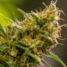 семена сортовой конопли Auto Pipi regular семена сортовой конопли Auto Pipi regular
