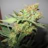 семена культурной конопли купить Y Griega CBD feminised Medical Seeds семена культурной конопли купить Y Griega CBD feminised Medical Seeds