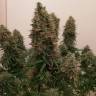 семена конопли индика Dutch Kush feminised Paradise Seeds семена конопли индика Dutch Kush feminised Paradise Seeds