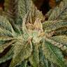 семена конопли с доставкой Bubba Kush feminised семена конопли с доставкой Bubba Kush feminised