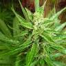 Early Skunk feminised Breeders Community Seeds Early Skunk feminised Breeders Community Seeds
