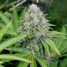 семена конопли O.G. Kush feminised Royal Queen семена конопли O.G. Kush feminised Royal Queen