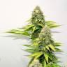 заказ семян конопли O.G. Kush feminised Royal Queen заказ семян конопли O.G. Kush feminised Royal Queen