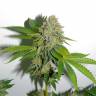 семена конопли наложенным платежом O.G. Kush feminised Royal Queen семена конопли наложенным платежом O.G. Kush feminised Royal Queen