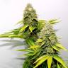 семена конопли почтой O.G. Kush feminised Royal Queen семена конопли почтой O.G. Kush feminised Royal Queen