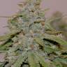 Auto Bubble Gum feminised GanjaLiveSeeds Auto Bubble Gum feminised GanjaLiveSeeds