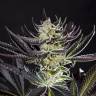 Купить семена конопли Do-Si-Dos feminised Ganja Seeds Купить семена конопли Do-Si-Dos feminised Ganja Seeds